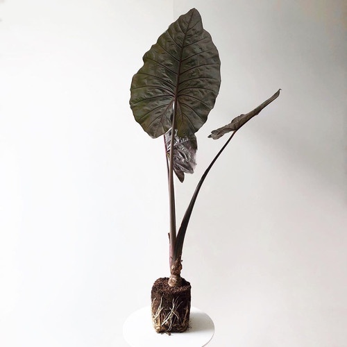 tanaman hias bunga keladi sente hitam / keladi hitam