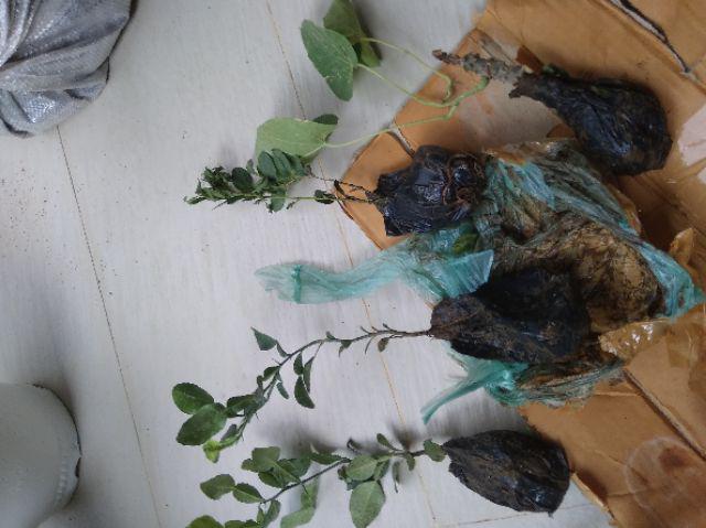 Bibit Butrowali Bibit Tanaman Butrowali Bibit Benih Tanaman Butrowali