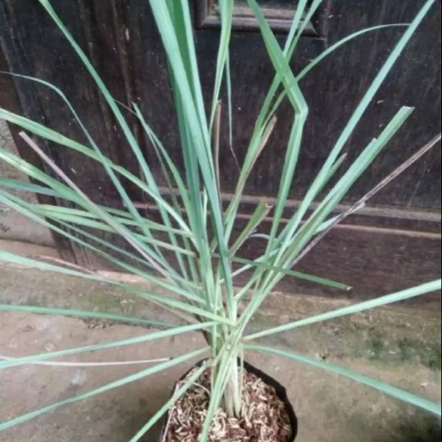 

Sereh bumbu wangi -tanaman sereh wangi