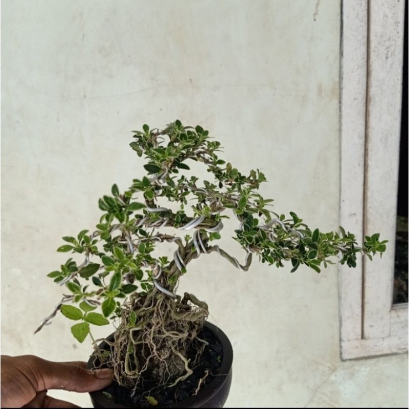 bonsai hingkip/mirten/bonsai mini