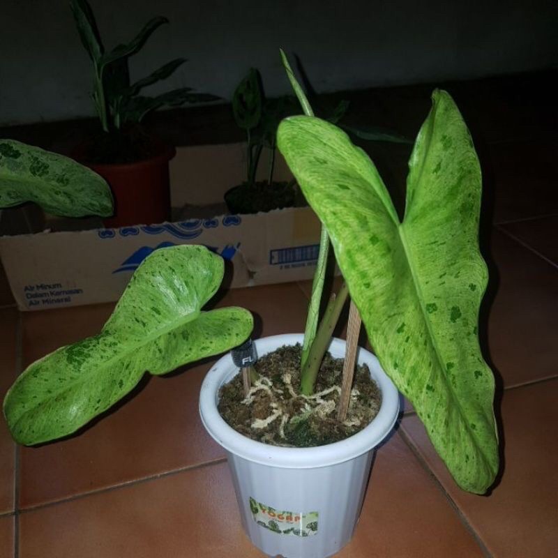 Philo Paraiso Verde
