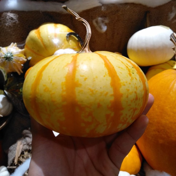 

labu pumpkin halloween stripes / labu untuk halloween