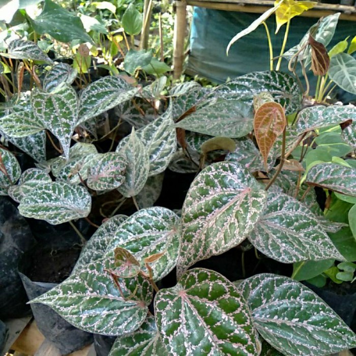 BIBIT/BENIH SIRIH MERAH,SIRIH GADING,SIRIH PUTIH