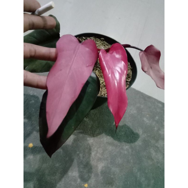 Philodendron Dark Lord Pink / philo pink