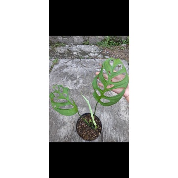 tanaman hias monstera esqueleto