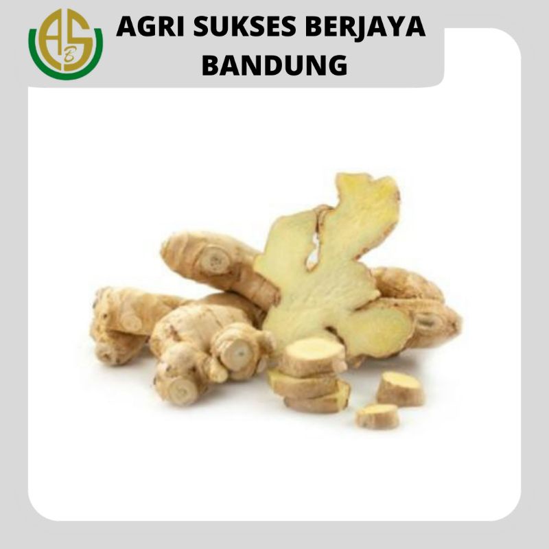 

JAHE GAJAH (PUTIH) FRESH SEGAR ALAMI / WHITE GINGER