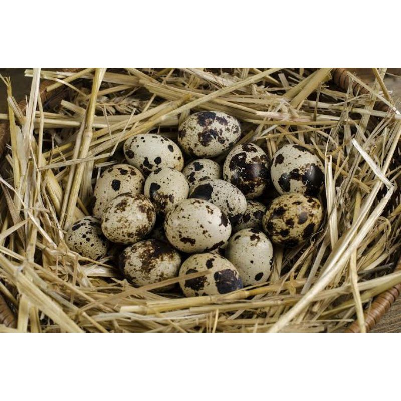 

telur puyuh isi 10 biji