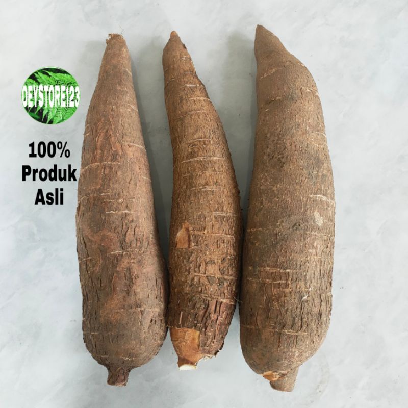 

Singkong racun sapi kuru singkong Genderewo per 1 kg