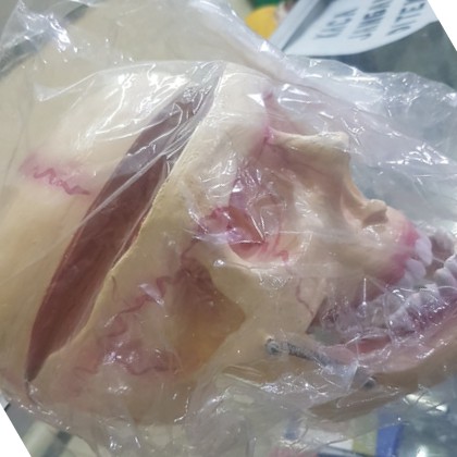 MODEL KEPALA TENGKORAK MANUSIA