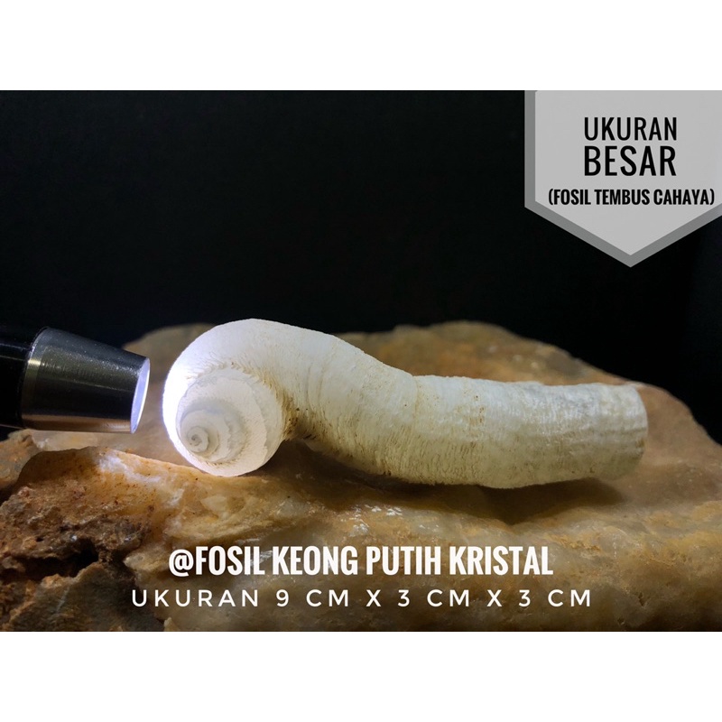 Fosil keong putih crystal F1 atau fosil kol buntet kristal atau fossil