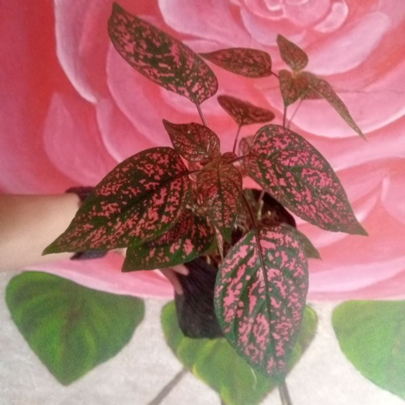 Tanaman hipotes merah