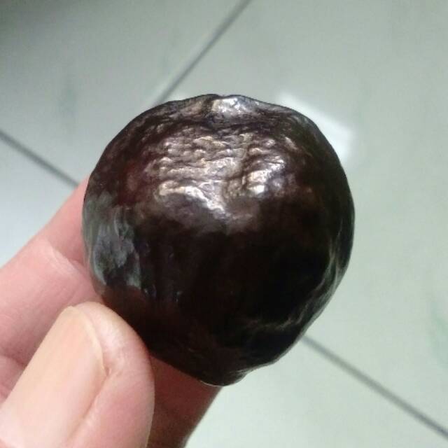 Muncang Adu Mayit Domba Matang