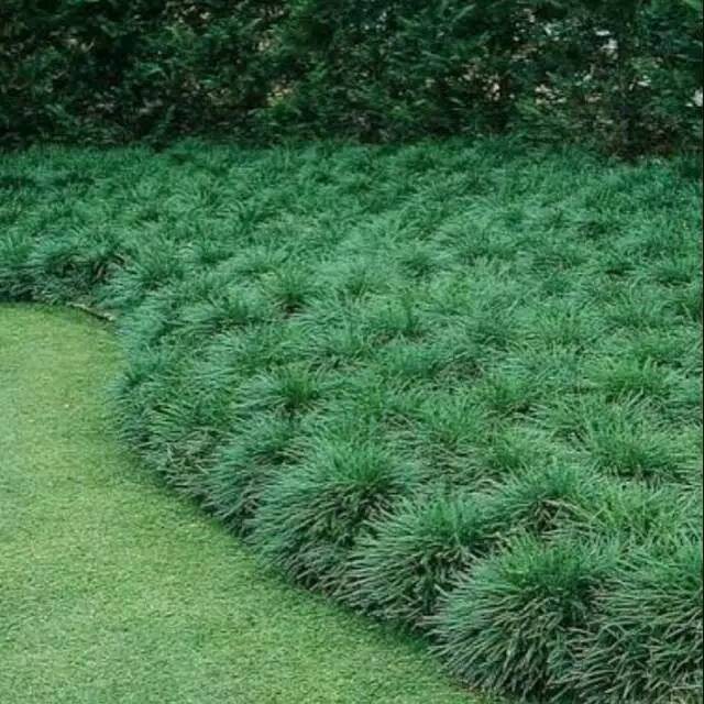 Tanaman pengganti rumput kucai mini