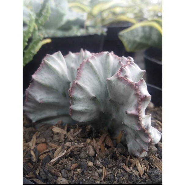 euphorbia lactea white