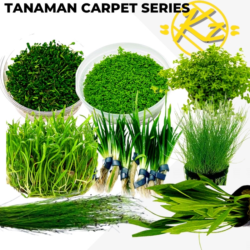 Tanaman Carpet Aquascape Varian Series  - Hc Cuba Monte Carlo Hairgrass Japan-Tanaman aquascape Tanpa Co 2