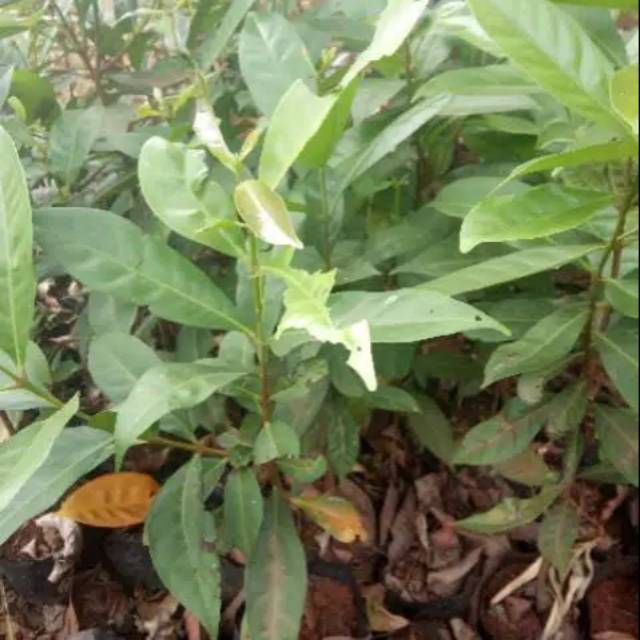 Pohon salam / daun salam / bibit pohon salam