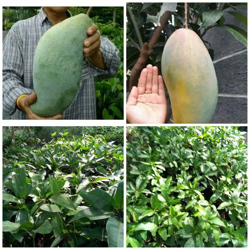 Bibit Mangga Mahatir Super jumbo