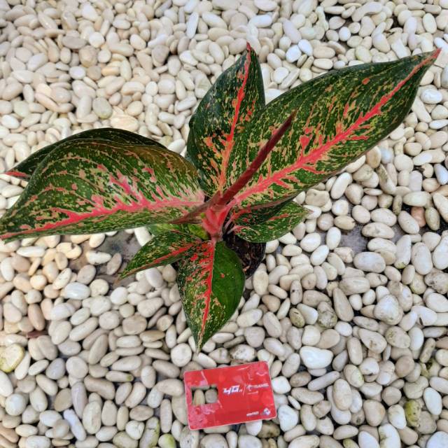 Aglaonema Tiara