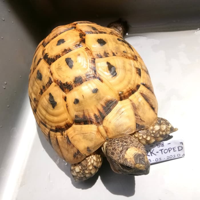 Langsung Order Hiasan Taman Golden Greek Tortoise VVIP Class Super Rare Limited