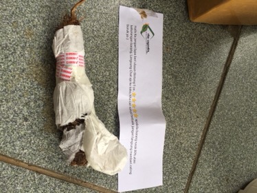 Bonggol Alocasia Watsoniana