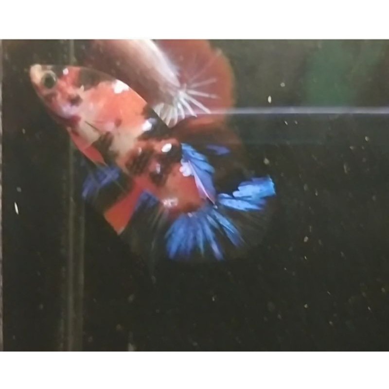 

cupang koi multy colour