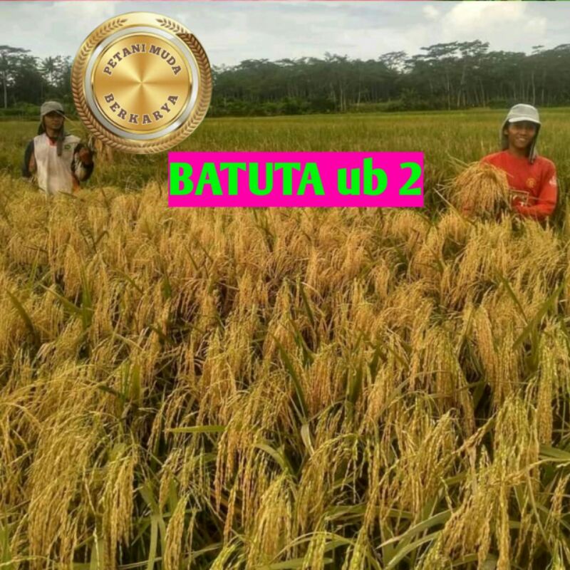 Benih Padi Batuta UA 12 kesukaan pemborong padi di sawah atau biasa di sebut penebah padi gabah sawa