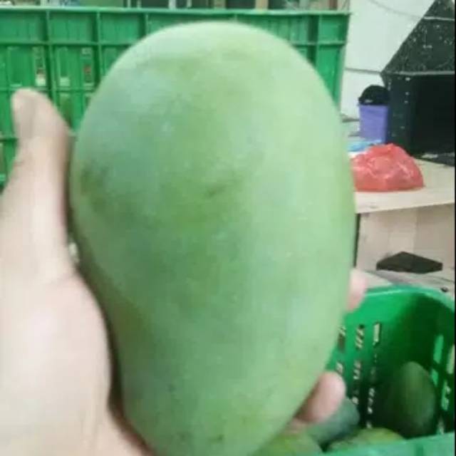 

Mangga