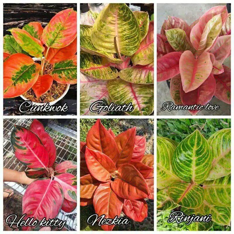 Bibit bonggol promo bonggol aglonema murah paket 6 Macam² jenis