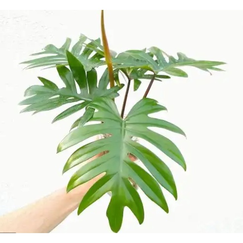 PHILODENDRON MAYOI TANAMAN HIAS BUNGA INDOOR TANAMAN OUTDOOR PHILO MAYOI