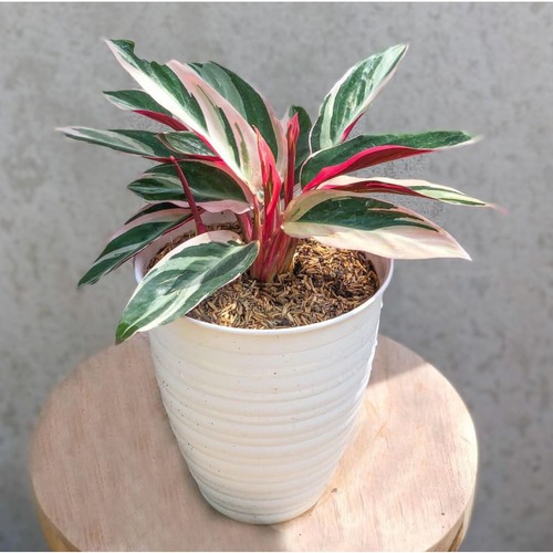 tanaman Calathea Triostar - calatea multicolor - chalatea merah putih / kalatea maranta bali