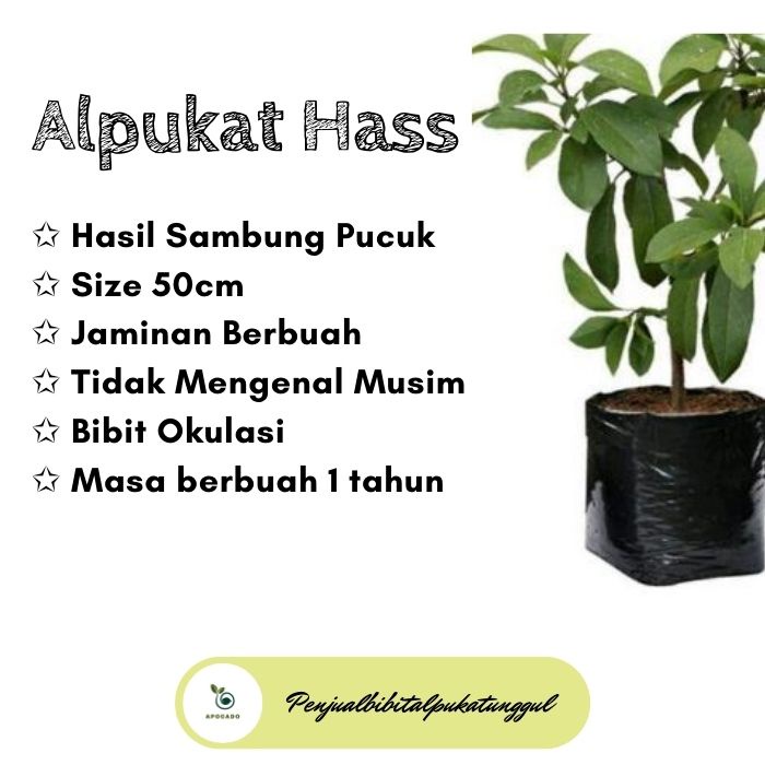 Bibit Alpukat Hass, Tanaman Alpukat Tanpa Biji, Bibit Alpukat Bersertifikat, Bibit Alpukat Hass, Bib