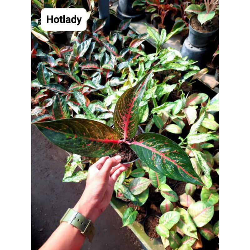 Aglonema Hot Lady