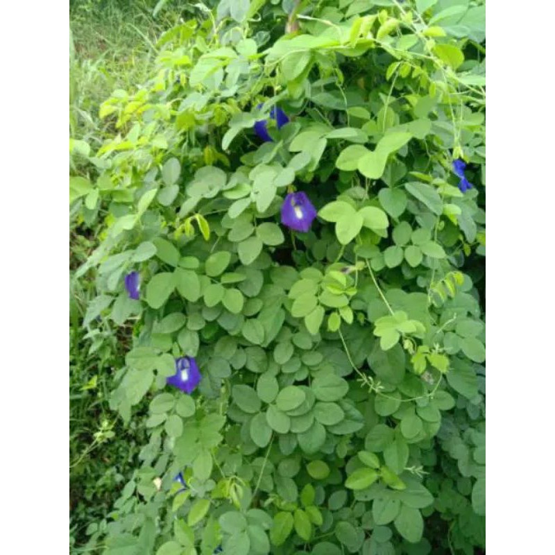 

bunga telang kering (hasil tanam kebun sendiri)