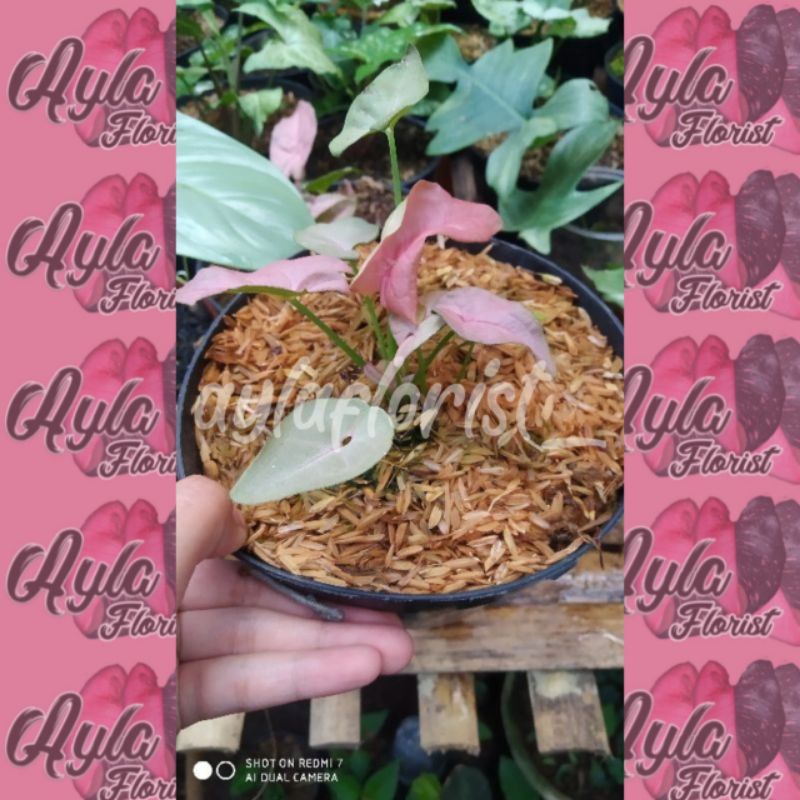 Syngonium Pink Neon Robusta