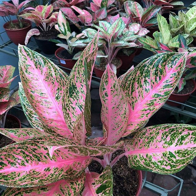 Bibit Bonggolan Aglonema Tamara Petani Aglonema3