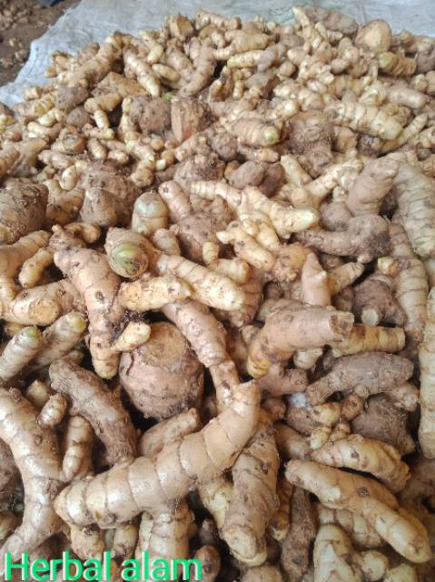 

Kunyit putih/temu putih(curcuma zedoaria) 250 gram