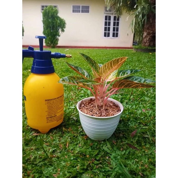 Aglonema Nina (anakan)