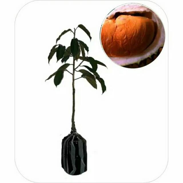 Bibit durian duri hitam (Varietas ASLI)