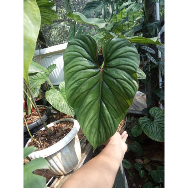 philodendron plowmanii black face/narrow form #philodendron #plowmani #flowmani #aroid