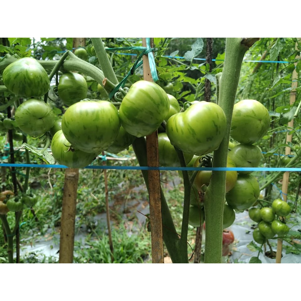 Benih Bibit Biji - Tomat Early Yellow Stripe Tomato Seeds