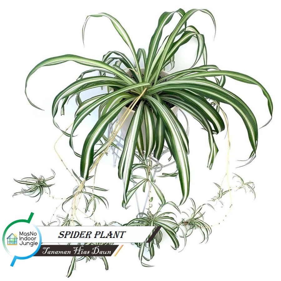 Jual Tanaman Hias Spider Plant Tanaman Hias Gantung Spider Plants