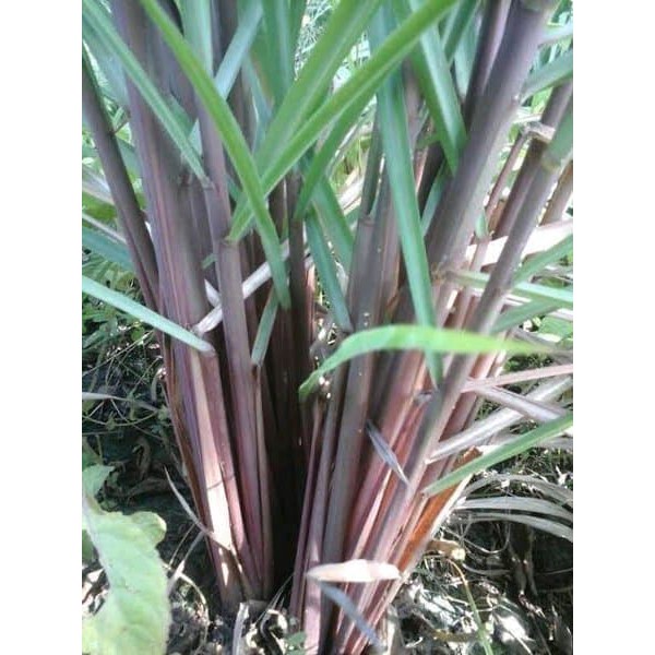 

Serai Wulung - Anemia dan Diabetes