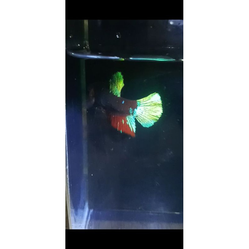 ikan cupang avatar kalimaya