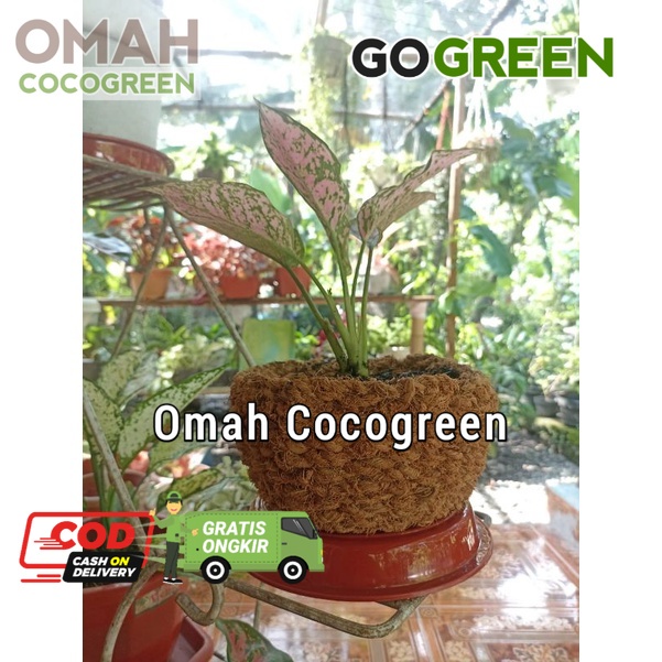 Pot Ceper Sabut Serabut Kelapa Pot Bonsai Ceper Anyaman Sabut Kelapa