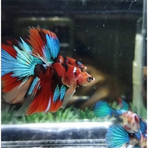 (EXCLUSIVE) SEPASANG/1 PAIR IKAN CUPANG HALFMOON MULTICOLOR GRADE 100% REALPICT (KODE AM10)