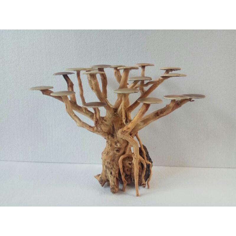 Bonsai aquascape Beringin