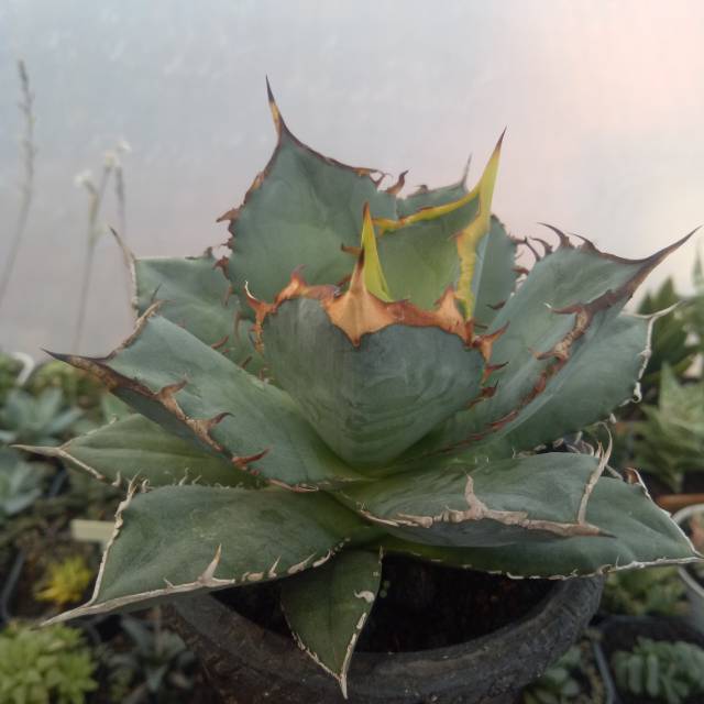 Agave titanota FO076