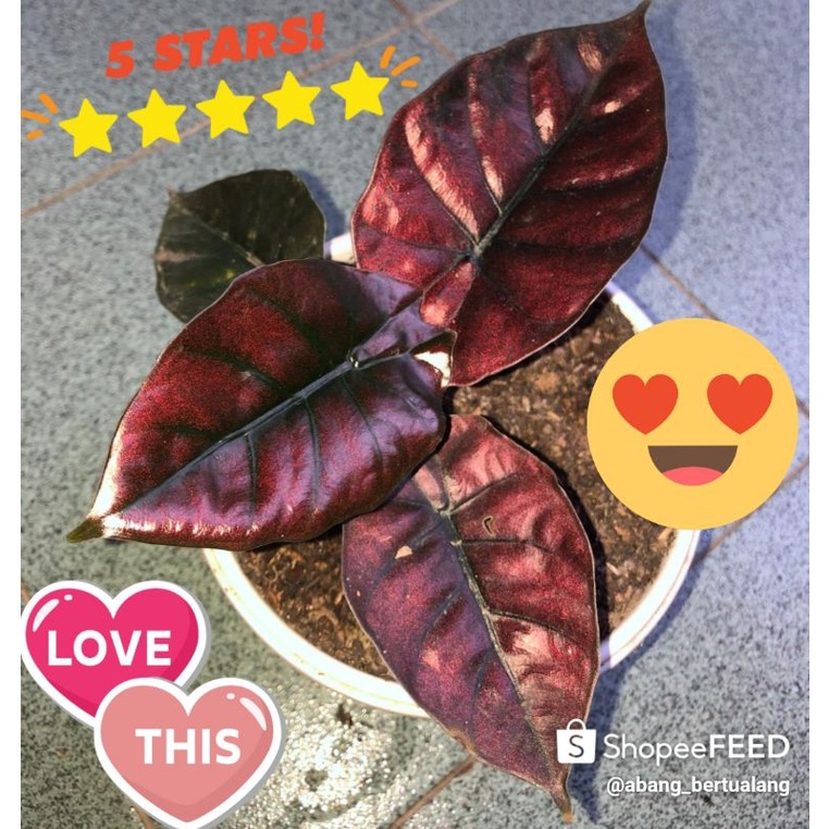 KALIMANTAN RAWATAN TANAMAN ALOCASIA VIOLET INFERNALIS / BLACK Indo / Alokasia Invernalis / UNGU VIOL