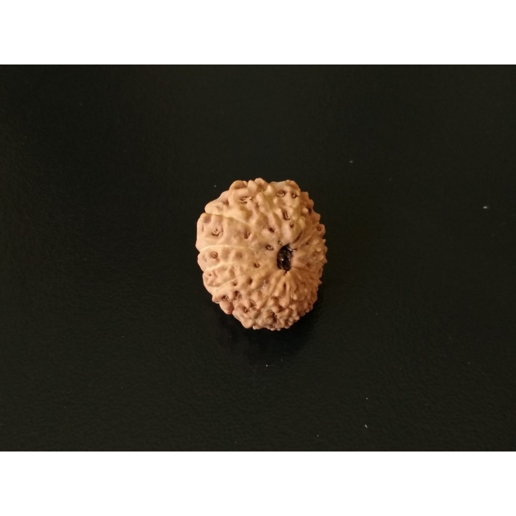 Jenitri Mukhi 14 D18.4x15.75 Liontin Genitri Rudraksha