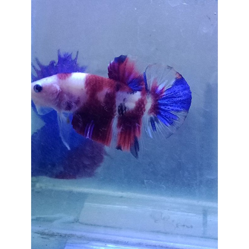 

cuppang nemo galaxi
